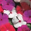 Barvínkovec růžový 'Cora Cascade XDR Mix' - Catharanthus roseus 'Cora Cascade XDR Mix'