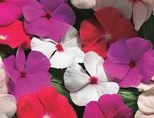 Barvínkovec růžový 'Cora Cascade XDR Mix' - Catharanthus roseus 'Cora Cascade XDR Mix'