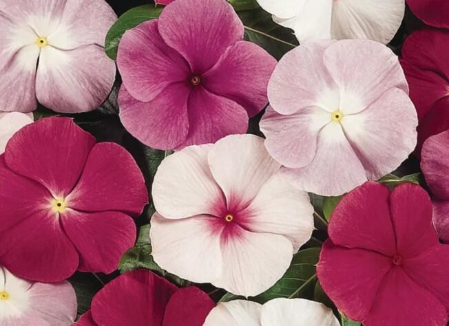 Barvínkovec růžový 'Cora XDR Mix' - Catharanthus roseus 'Cora XDR Mix'