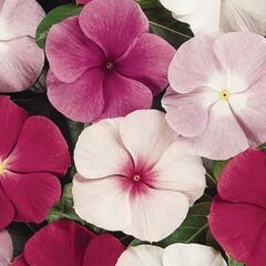 Barvínkovec růžový 'Cora XDR Mix' - Catharanthus roseus 'Cora XDR Mix'