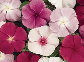 Barvínkovec růžový 'Cora XDR Mix' - Catharanthus roseus 'Cora XDR Mix'