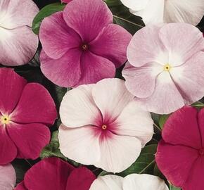 Barvínkovec růžový 'Cora XDR Mix' - Catharanthus roseus 'Cora XDR Mix'