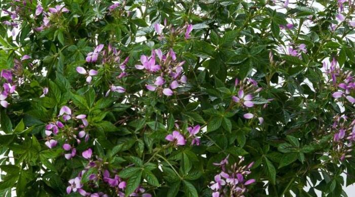Luštěnice 'Clio Magenta' - Cleome hybrida 'Clio Magenta'