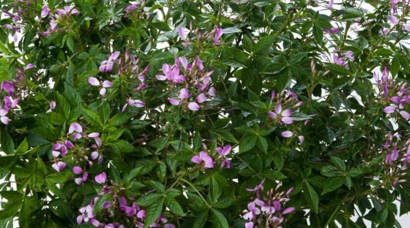 Luštěnice 'Clio Magenta' - Cleome hybrida 'Clio Magenta'