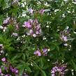 Luštěnice 'Clio Magenta' - Cleome hybrida 'Clio Magenta'