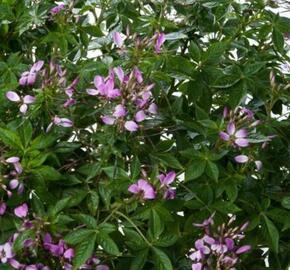 Luštěnice 'Clio Magenta' - Cleome hybrida 'Clio Magenta'