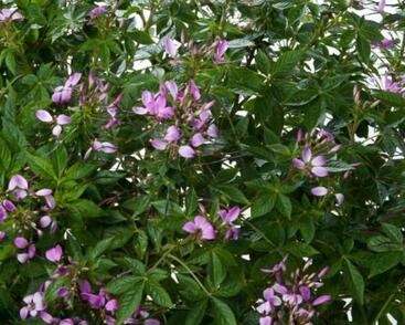 Luštěnice 'Clio Magenta'