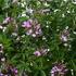 Cleome hybrida 'Clio Magenta'.jpg