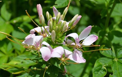 Luštěnice 'Clio Pink Lady' - Cleome hybrida 'Clio Pink Lady'