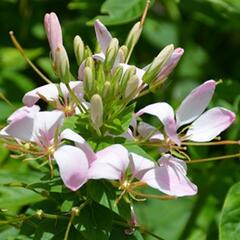 Luštěnice 'Clio Pink Lady' - Cleome hybrida 'Clio Pink Lady'