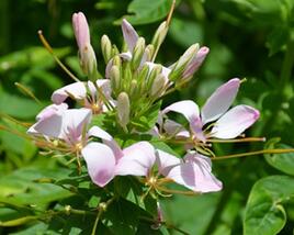 Luštěnice 'Clio Pink Lady'