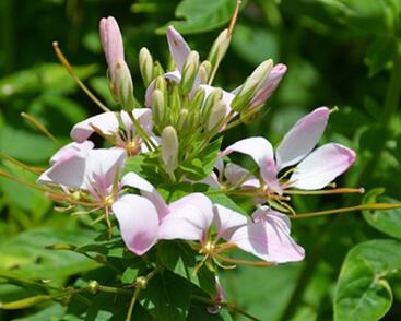 Luštěnice 'Clio Pink Lady'