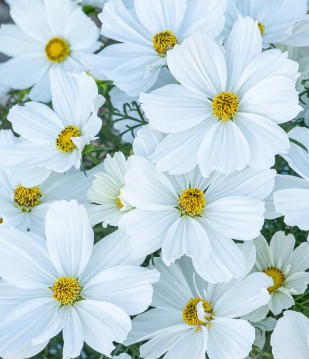 Krásenka zpeřená 'Sonata White' - Cosmos bipinnatus 'Sonata White'