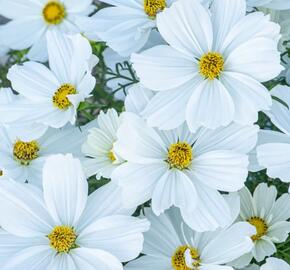 Krásenka zpeřená 'Sonata White' - Cosmos bipinnatus 'Sonata White'