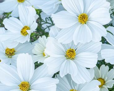 Krásenka zpeřená 'Sonata White'