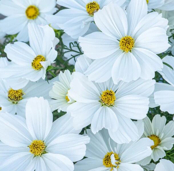 Krásenka zpeřená 'Sonata White' - Cosmos bipinnatus 'Sonata White'