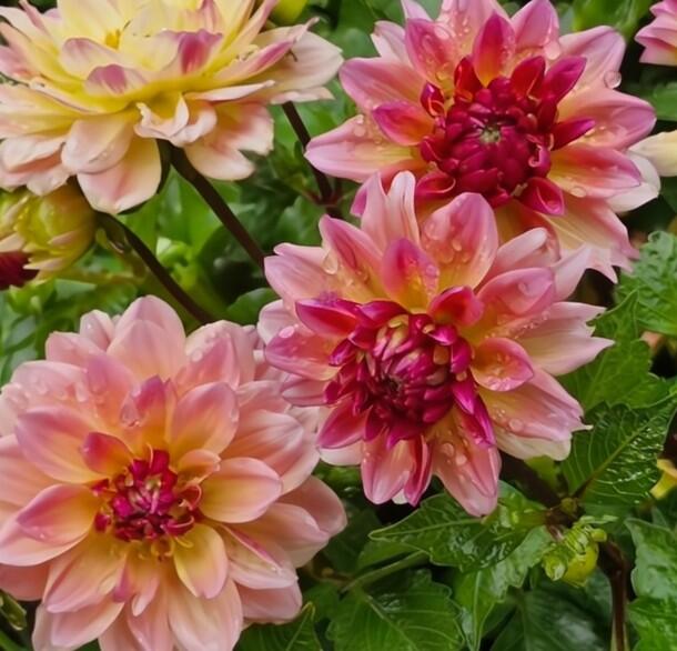 Jiřina 'DahLove Power Tropical Punch' - Dahlia 'DahLove Power Tropical Punch'