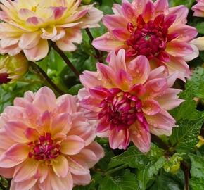 Jiřina 'DahLove Power Tropical Punch' - Dahlia 'DahLove Power Tropical Punch'