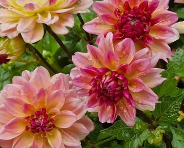 Jiřina 'DahLove Power Tropical Punch'