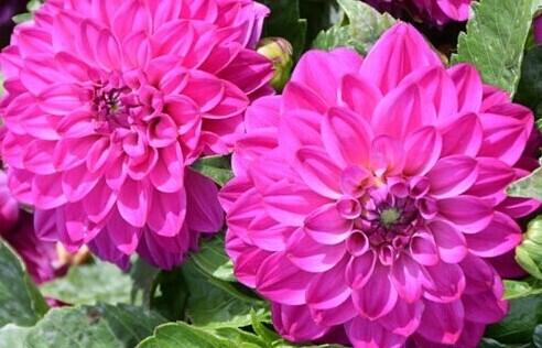 Jiřina 'DahLove Power Violet Bicolor' - Dahlia 'DahLove Power Violet Bicolor'