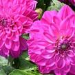 Jiřina 'DahLove Power Violet Bicolor' - Dahlia 'DahLove Power Violet Bicolor'