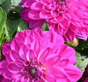 Jiřina 'DahLove Power Violet Bicolor' - Dahlia 'DahLove Power Violet Bicolor'