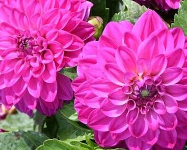 Jiřina 'DahLove Power Violet Bicolor'