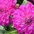 Dahlia 'DahLove Power Violet Bicolor'.jpg