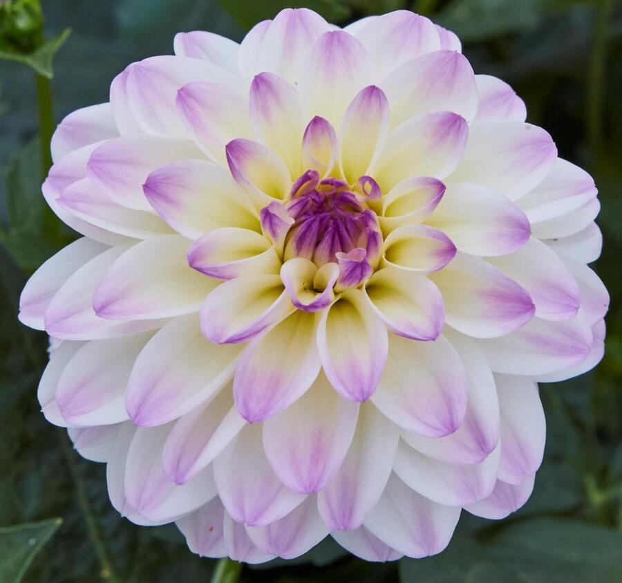 Jiřina 'DahLove Power White Lilac Frost' - Dahlia 'DahLove Power White Lilac Frost'
