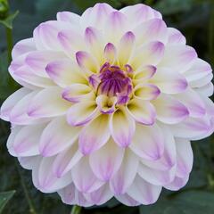 Jiřina 'DahLove Power White Lilac Frost' - Dahlia 'DahLove Power White Lilac Frost'