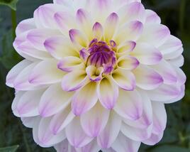 Jiřina 'DahLove Power White Lilac Frost'