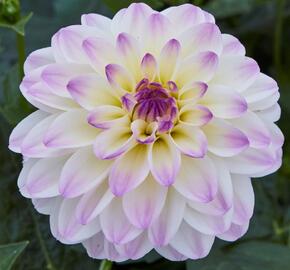 Jiřina 'DahLove Power White Lilac Frost' - Dahlia 'DahLove Power White Lilac Frost'