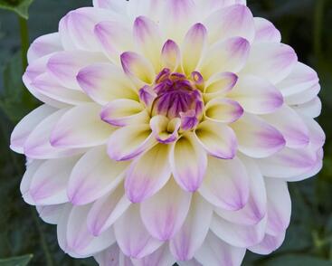 Jiřina 'DahLove Power White Lilac Frost'