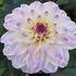 Dahlia 'DahLove Power White Lilac Frost'.jpeg