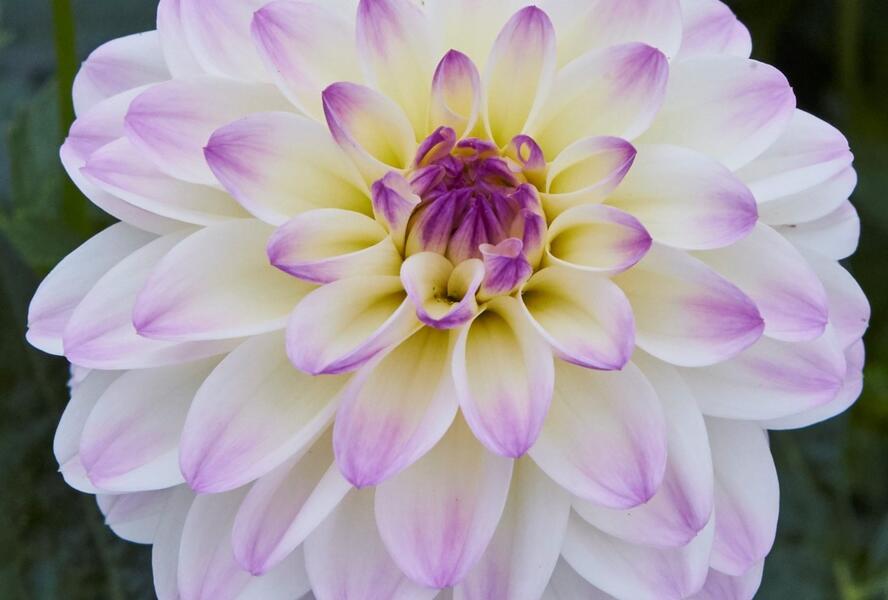 Jiřina 'DahLove Power White Lilac Frost' - Dahlia 'DahLove Power White Lilac Frost'