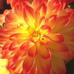 Jiřina 'DahLove Power Yellow Orange' - Dahlia 'DahLove Power Yellow Orange'