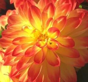 Jiřina 'DahLove Power Yellow Orange' - Dahlia 'DahLove Power Yellow Orange'