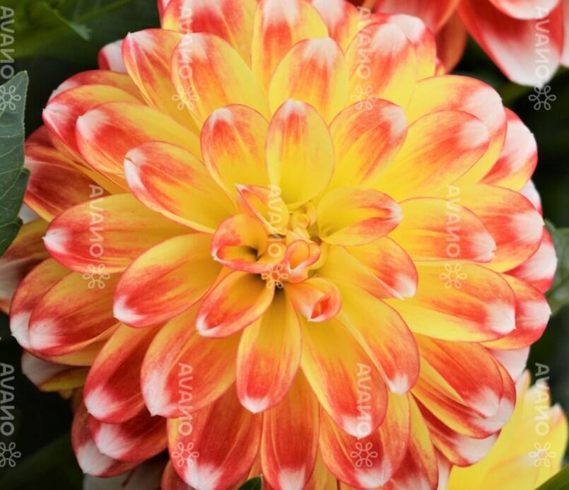 Jiřina 'DahLove Power Tricolor' - Dahlia 'DahLove Power Tricolor'