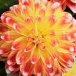 Jiřina 'DahLove Power Tricolor' - Dahlia 'DahLove Power Tricolor'