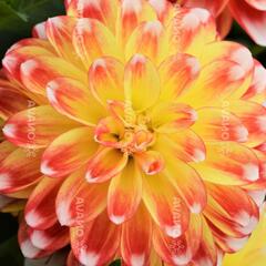 Jiřina 'DahLove Power Tricolor' - Dahlia 'DahLove Power Tricolor'