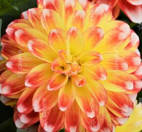 Jiřina 'DahLove Power Tricolor' - Dahlia 'DahLove Power Tricolor'