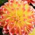 Dahlia 'DahLove Power Tricolor'.jpg