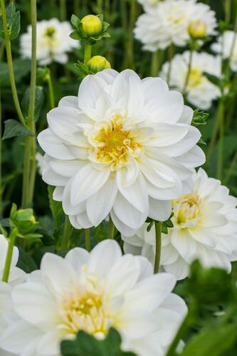 Jiřina 'Labella Medio White' - Dahlia 'Labella Medio White'