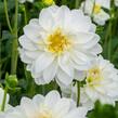 Jiřina 'Labella Medio White' - Dahlia 'Labella Medio White'