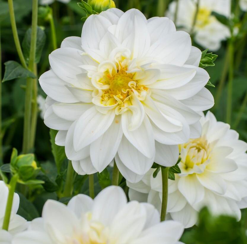 Jiřina 'Labella Medio White' - Dahlia 'Labella Medio White'