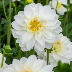 Jiřina 'Labella Medio White' - Dahlia 'Labella Medio White'