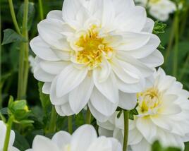Jiřina 'Labella Medio White'
