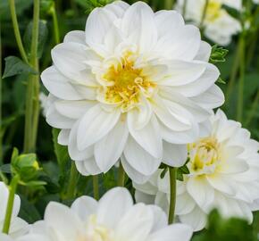 Jiřina 'Labella Medio White' - Dahlia 'Labella Medio White'