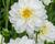 Jiřina 'Labella Medio White'