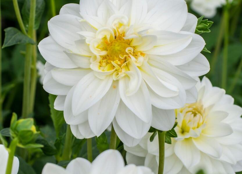 Jiřina 'Labella Medio White' - Dahlia 'Labella Medio White'